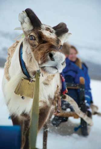 Du kan velge mellom to pakker: 5E inkluderer reinkjøring og hundekjøring (alle kjører selv) 5 inkluderer Snøscooter safari og reinkjøring (alle kjører selv) WILRESS ADVETURE CAMP Lyngsfjord Adventure