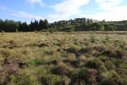 Det meste av skogen består av tette holt med kulturskog, og naturlig skog er sparsomt forekommende. Det er ikke registrert gammel skog i traseen.