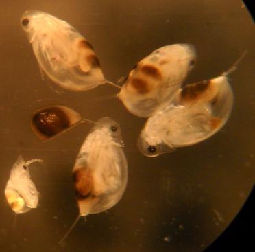 De store Daphnia longispina har sannsyligvis gener fra Daphnia galeata, nederst