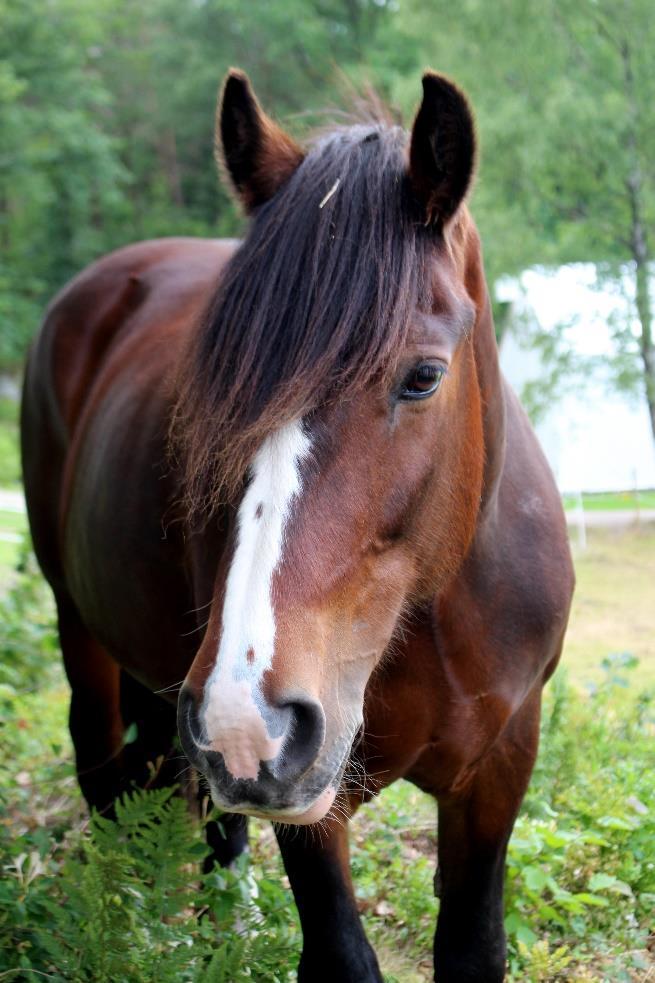 NORSK DØLEHEST Dølehesten er en norsk hesterase som stammer fra Gudbrandsdalen, hvor den moderne dølehesten ble skapt på 1800-tallet.