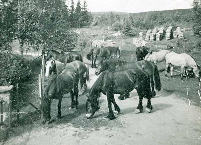 Etterkrigstid og gjenoppbygging Rømskog bygdebok bind 3 267 Etter at slitet i skogen om vinteren og våronna var over, ble hestene sluppet på utmarksbeite.