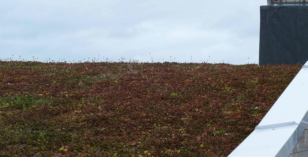 Sedum er en sukkulent plante, som på grunn av sine tykke små blader, tåler ekstreme værforhold og er sterkt tørketålende, men tåler ikke mye tråkk.