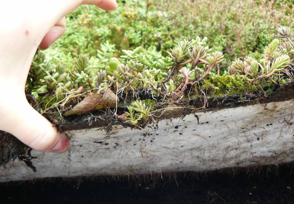 OPPBYGGING AV GRØNNE TAK Beplantning på bygninger kan gi et krevende miljø for ulike plante- og dyrearter.