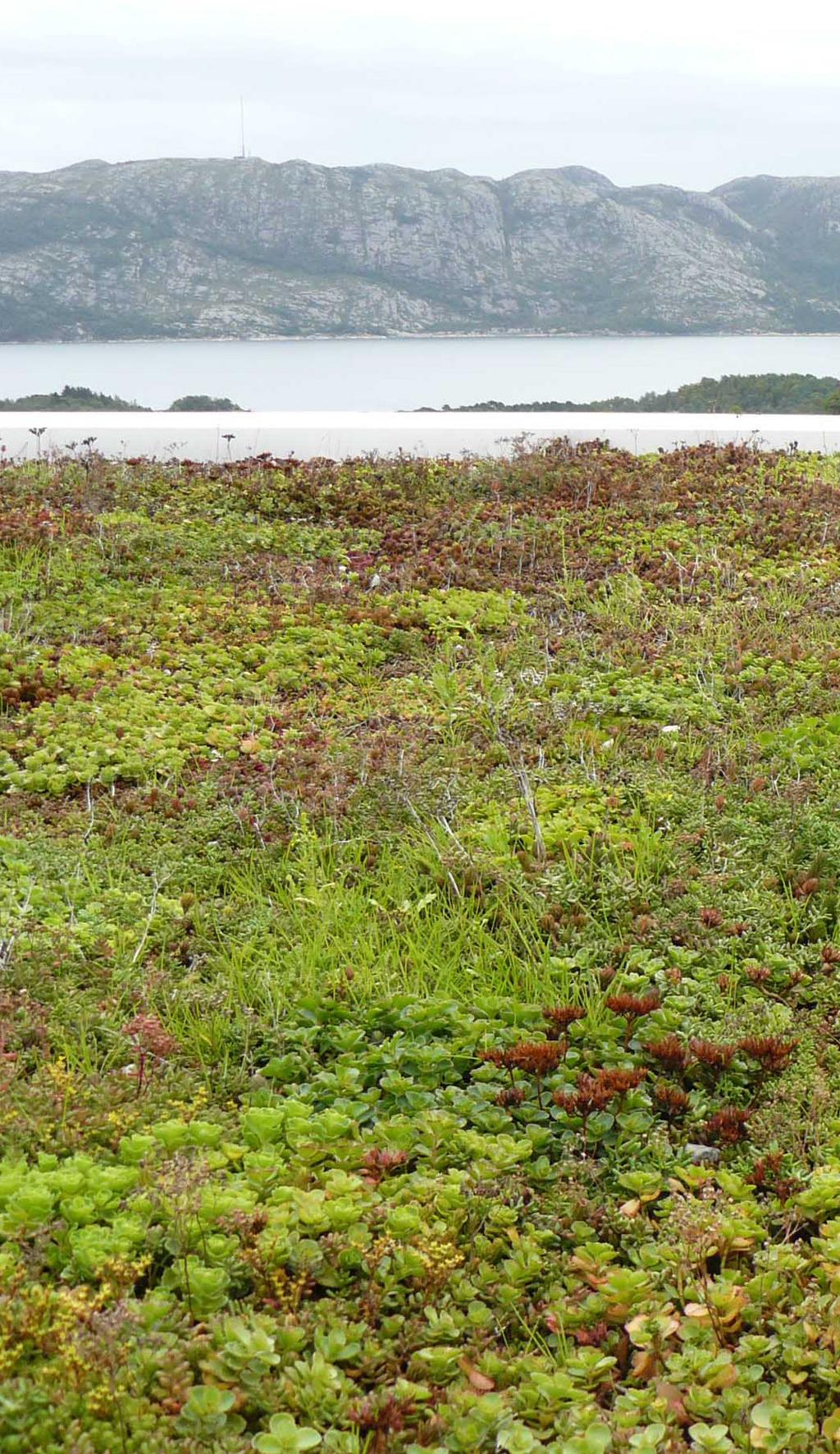 I Norge er det denne type grønt tak som er mest utbredt.