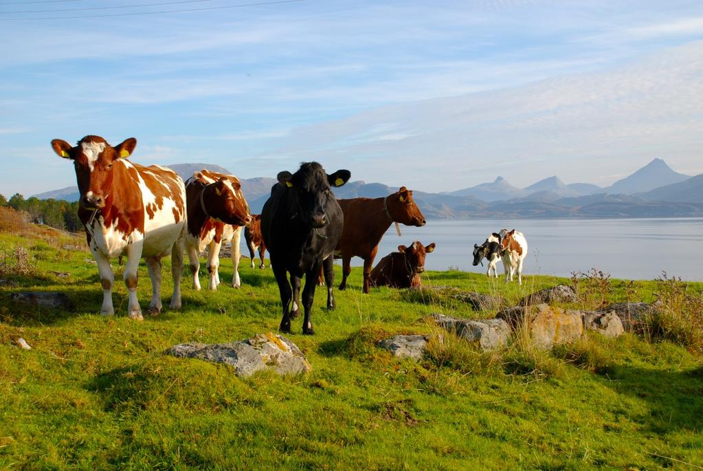 Distriktsjordbruket og produksjonsregionar Endringar i produksjonsregionar