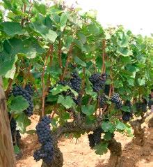 Gamay dyrket i Beaujolais er jo meget god vin så vi får håpe at dette bare skiller de gode fra de dårlige.