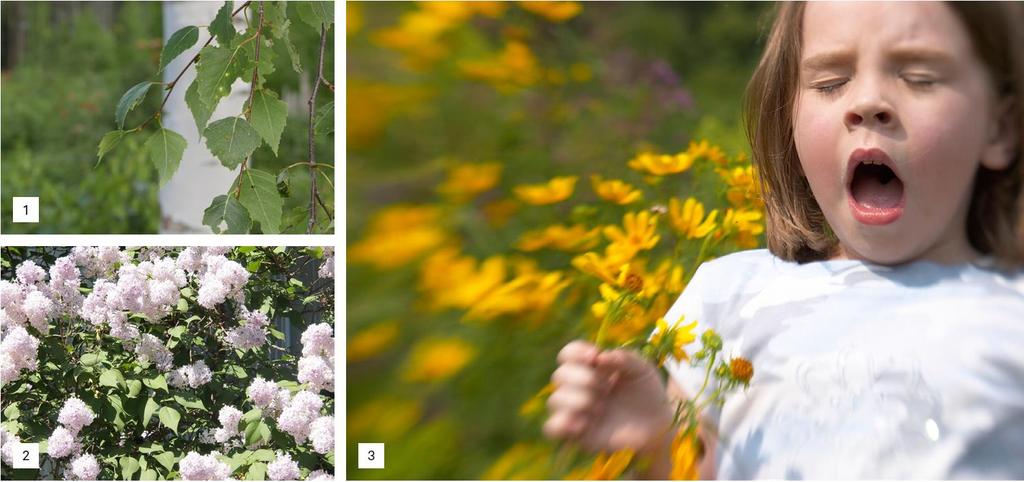 Unngå å plante allergifremkallende vekster som