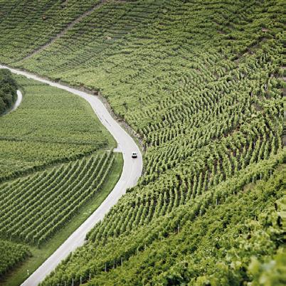 WÜRTTEMBERG Württemberg er Tysklands fjerde største vinregion, og er mest kjent lokalt en utenlands men opplever så som Rheinhessen tidligere gjort med en revolusjon i henhold til fokus på kvalitet.