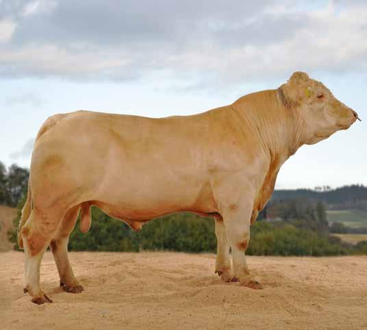 Simmental har utfordringer både knyttet til antall stambokførte mordyr, men også antall mordyr generelt.