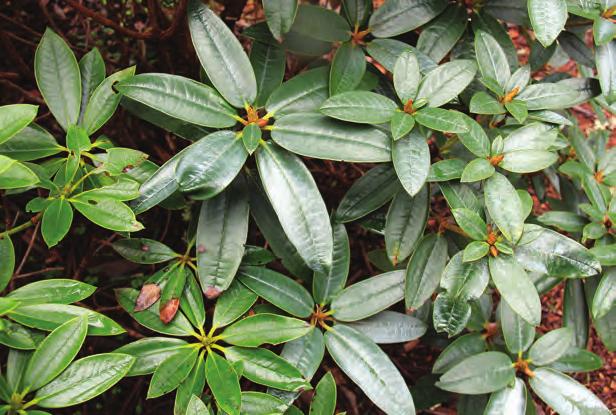 Taliensia: Rhododendron beesianum i artssamlingen, Arboretet på Milde (W- 2000.157 t.v. og W-2000.156 t.h., foto: Terhi Pousi 27.04.2012). Rh. beesianum Diels er en av de artene i underseksjonen som vokser i skog og er en nokså storvokst art med ganske lange blad.