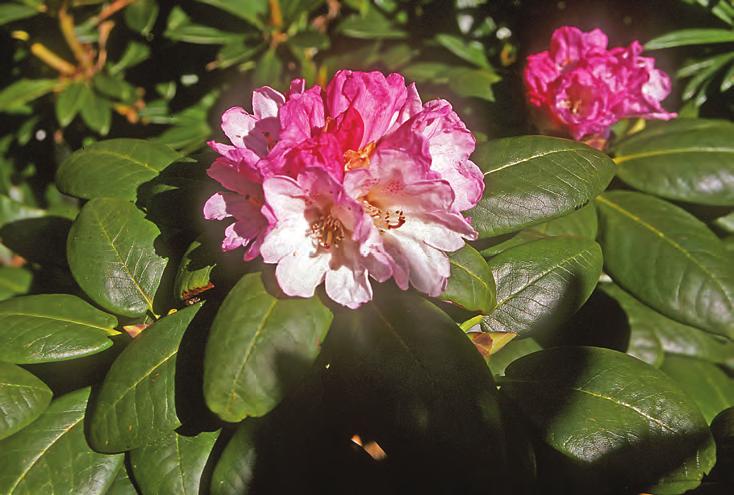 Taliensia: Unge skudd av Rhododendron bureavii med nydelig bladverk i artssamlingen, Arboretet på Milde (Z- 1973.1676, R 25435, foto: Terhi Pousi 03.09.2009).