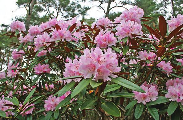 Taliensia: Rhododendron coeloneurum i artssamlingen, Arboretet på Milde (Z-1998.145, PW 27, foto: Terhi Pousi 26.04.2011). Rh. coeloneurum Diels. er nylig introdusert fra Sichuan.