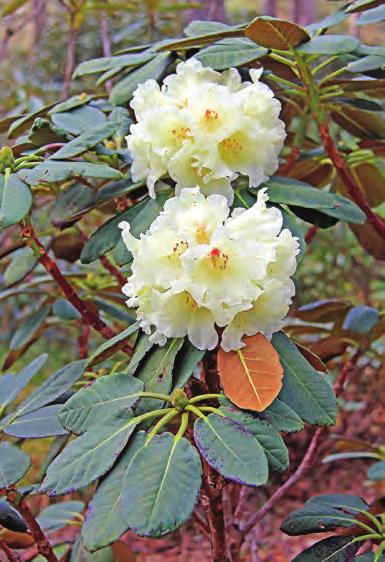 Taliensia: Rhododendron faberi ssp. faberi i artssamlingen, Arboretet på Milde (W-1985.126, KR 177, foto: Terhi Pousi 11.05.2011). Rh. faberi Hemsley er en lokal art fra Sichuan på 3000-3500 m med god vekstform og friskt og fint bladverk med et tynt, brunt hårlag under.