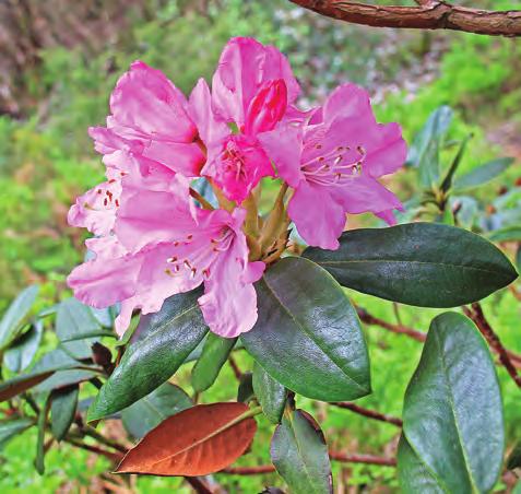 Taliensia: Rhododendron mimetes var. simulans i artssamlingen, Arboretet på Milde (G-73.1618, foto: Terhi Pousi 11.05.2011). Rh. mimetes Tagg & Forrest er en lav, nokså variabel art fra Sichuan på 3500-4000 m.
