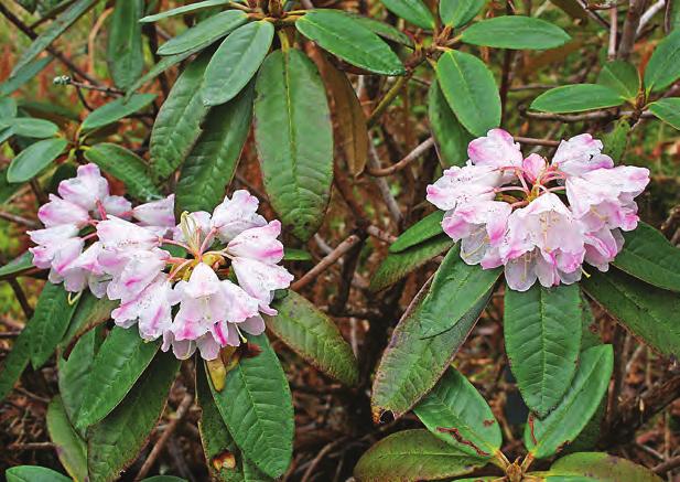 Taliensia: Rhododendron phaeochrysum var. levistratum i artssamlingen, Arboretet på Milde (W- 2000.179, foto: Terhi Pousi 12.04.2009). Rh. phaeochrysum Balf. fil. & W.W. Smith er en variabel vidt utbredt art som finnes fra Tibet gjennom Yunnan og til Sichuan på 3000-4500 m.