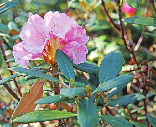 Rhododendron principis yakushimanum i Gjørvikshaugen, Arboretet på Milde (U-1997.829, foto: Terhi Pousi 27.04.2011). Rh. principis Bureau & Franch.