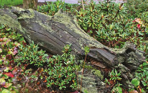 Taliensia: Rhododendron proteoides i Göteborg Botaniska trädgård (KGB 700 Kinaexp. 93, 94-700sW, foto: Terhi Pousi 06.05.2009). m.