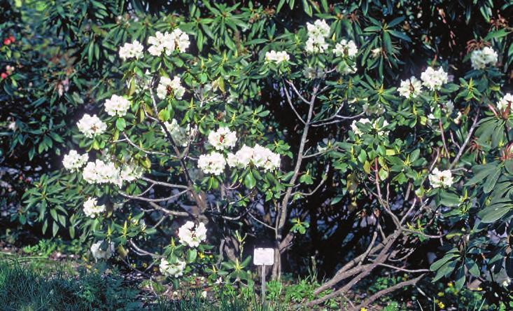 Foruten hardførheten er det blågrønne bladverket dens hovedattraksjon. Det er merkelig at man ikke har utnyttet hardførheten i foredlingsarbeidet, og forsøkt å forbedre dens blomster med krysninger.