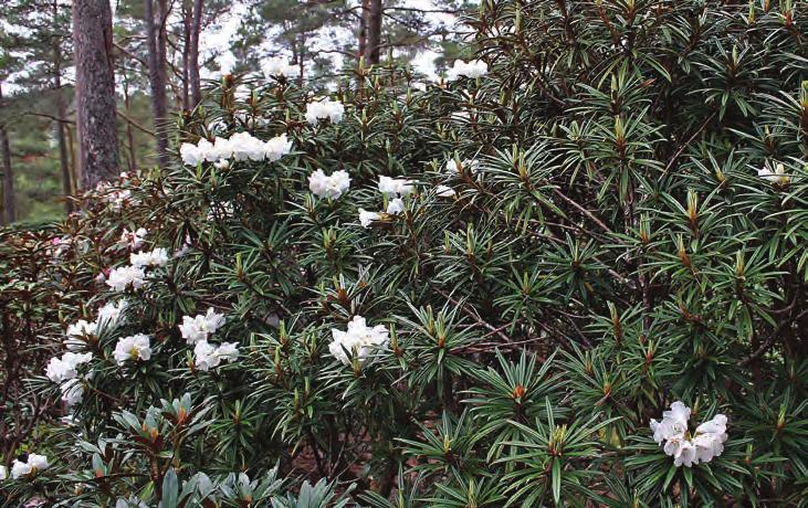 Taliensia: Rhododendron roxieanum var. oreonastes i artssamlingen, Arboretet på Milde (Z- 1973.1630, R 59222, foto: Terhi Pousi 05.05.2008). Rh. pubicostatum Ming er en nybeskrevet, lite kjent art fra 3500-4000 m i Yunnanprovinsen.