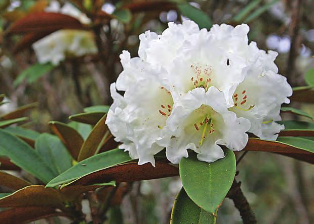 Taliensia: Rhododendron taliense i artssamlingen, Arboretet på Milde (G- 1973.1641, foto: Terhi Pousi 15.05.2008). Rh. taliense Franch. er arten som har gitt underseksjonen dens navn.