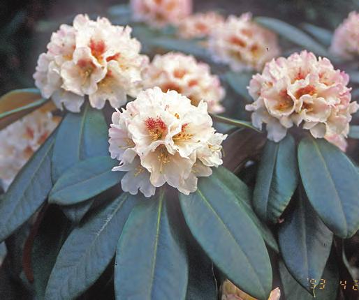 Den er noe sky til å blomstre, men de tette, kremhvite hodene er et syn når de endelig kommer. Spesielt et eksemplar vi har fått stiklinger av i Royal Botanic Gardens (Forrest 4167?