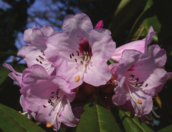 Argyrophylla: Rhododendron floribundum i hage i Skottland ( foto: Kenneth Cox 03.05.2006). Rh. floribundum Franch.