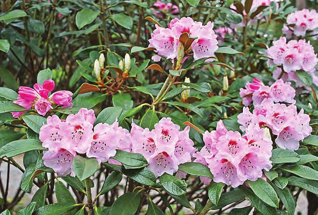 Taliensia: Rhododendron wasonii i artssamlingen, Arboretet på Milde (G-1972.1368, foto: Terhi Pousi 26.04.2011). Rh. wasonii Hemsley & Wilson er en lav, tett art fra Sichuan som vokser på 2500-3500 m.