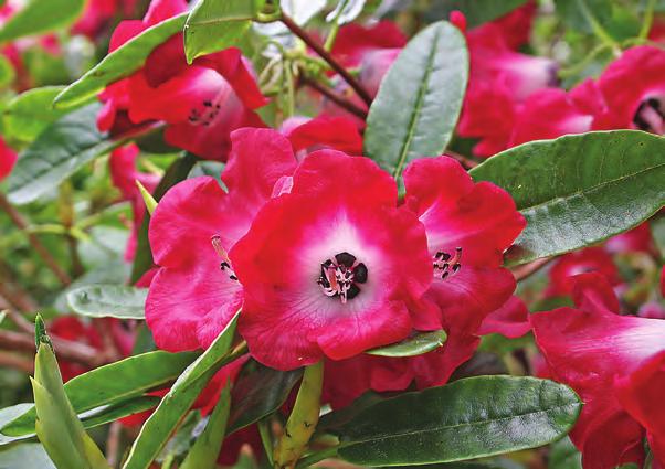 og det er vel helst som bladplante den bør brukes. Men når den kommer i blomst, er den et syn, særlig formene med rosa blomster.