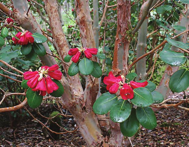 Thomsonia: Rhododendron thomsonii ssp. thomsonii i artssamlingen, Arboretet på Milde (Z-1986.50 L&S, foto: Terhi Pousi 08.04.2009). Rh. thomsonii Hook. fil. er underslektens smykke.