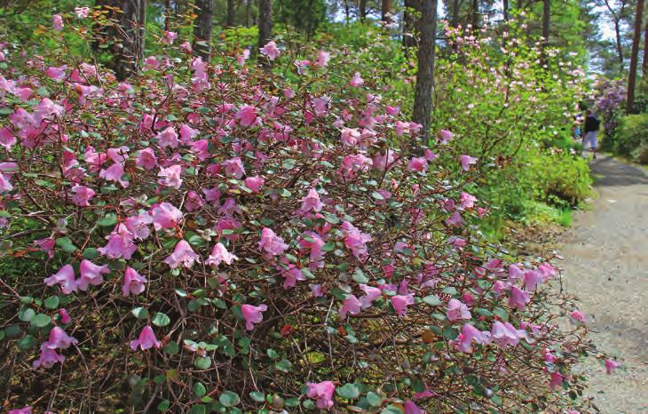 Rh. venator Tagg er en ganske flott plante når den blomstrer med sin revejegerjakkerøde (det latinske epitetet betyr jeger) 