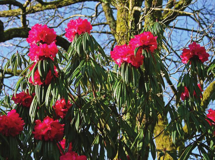 Rhododendron hunnewellianum strigillosum i Muséhagen, Bergen sentrum ( foto: Gerd Jørgensen 20.03.2009). Rh.