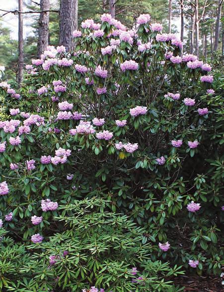 Argyrophylla: Rhododendron argyrophyllum (i blomst bak) og Rh. longipes var. chienianum (i forgrunnen nede, Z-98.164, EN 4074) i artssamlingen, Arboretet på Milde ( foto: Terhi Pousi 15.05.2008).