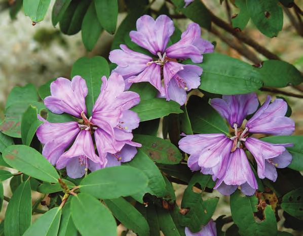 Argyrophylla: Rhododendron ririei i fotografens hage på Seim i Lindås ( foto: Jan Valle 06.05.2011).