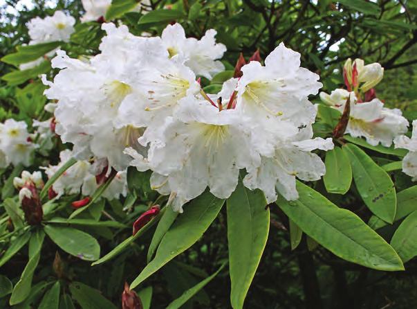 Rhododendron 'Polar Bear' i Nydalen i Arboretet på Milde (G-1990.337, foto: Terhi Pousi 23.07.2009). Rh.