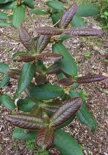 Rhododendron imberbe i Muséhagen på Nygårdshøyden i Bergen sentrum ( foto: Gerd Jørgensen 20.03.2009). Hybriden mellom Rh. barbatum og Rh. arboreum, som kalles Rh. imberbe, blir også flott.