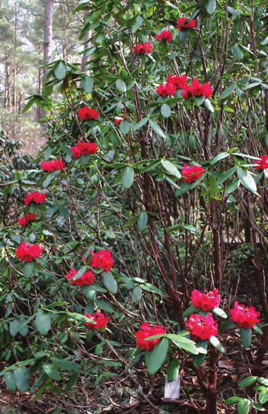 Rhododendron succothii i artssamlingen, Arboretet på Milde (G-85.166 foto: Terhi Pousi 11.04.2007). Rh.