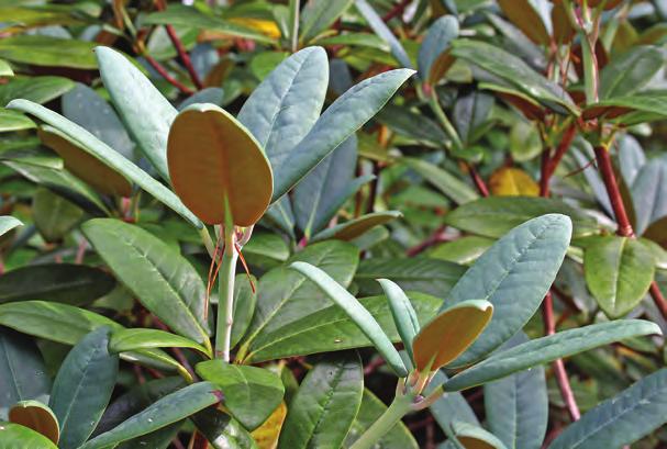 Campanulata: Rhododendron campanulatum alet opp fra frø samlet i Nepal av Poul Søndergaard. Her i artssamlingen, Arboretet på Milde (W-1985.64, Søndergaard Nepal 1984, foto: Terhi Pousi 02.05.2011).