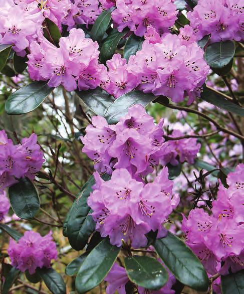 Campanulata: Rhododendron wallichii i artssamlingen, Arboretet på Milde (U-1974.209, foto: Terhi Pousi 25.04.2011). I naturen krysser den lett med Rh.