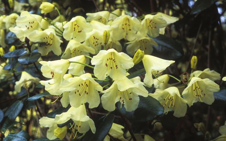 Blomsterfargen er gulhvit, men det finnes mørkere gulblomstrende typer som ikke er så lette å skille fra Rh. wardii. En av disse er den lavere ssp. caloxanthum (Balf. fil. & Farrer) Chamb.