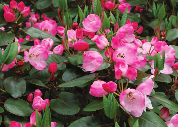 Campylocarpa: Rhododendron souliei 'Deep Pink' i artssamlingen, Arboretet på Milde (G-1991.763, foto: Per H. Salvesen 21.05.2003). Rh. souliei Franch.