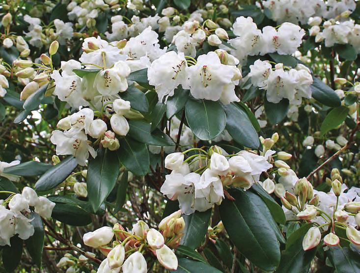 Campylocarpa: Rhododendron wardii var. puralbum alet opp fra stiklinger levert av Göteborg Botaniska Trädgård. Her i artssamlingen, Arboretet på Milde (G-1974.706, foto: Terhi Pousi 05.05.2008).