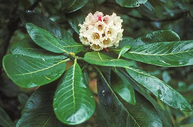 Falconera: Rhododendron basilicum i Younger Botanical Garden i Skottland ( foto: Poul Søndergaard 07.05.1973). Rh. basilicum Balf. fil. & W.W. Sm.