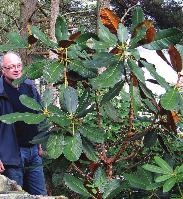 Falconera: Rhododendron falconeri ssp. eximium på Valderøy med Egil Valderhaug som målestokk ( foto: Ole Jonny Larsen 11.05.2009). elefantører, har noen sagt, og tåler ikke vind i det hele tatt.