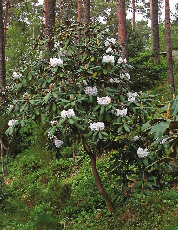 Falconera: Rhododendron galactinum i artssamlingen, Arboretet på Milde (U-95.44, foto: Per H. Salvesen 21.05.2003).