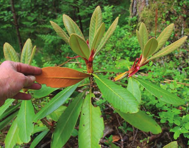 Falconera: Rhododendron heatherae i artssamlingen, Arboretet på Milde (Z-2005.131, KR 6160, foto: Terhi Pousi 22.06.2012).