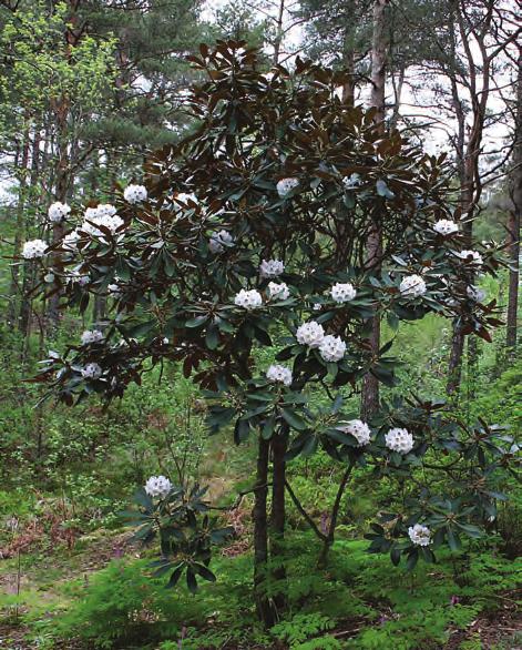 Falconera: Rhododendron aff. hodgsonii i artssamlingen, Arboretet på Milde (Z-2008.82, CH&M 3093, foto: Terhi Pousi 27.04.2012). Rh. rex Lév.