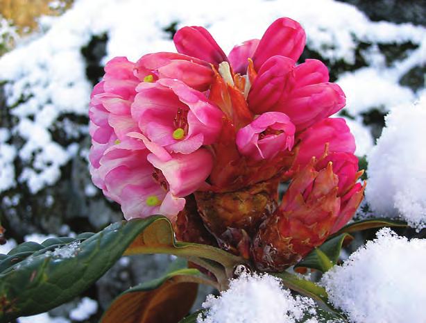 Falconera: Rhododendron rothschildii i fotografens hage på Lepsøy i Os ( foto: Jan Rune Hesjedal 20.04.2007). Rh. rothschildii Davidian er en av tre nærstående arter som er beslektet gjennom gamle krysninger, og de er nok stabiliserte hybrider.