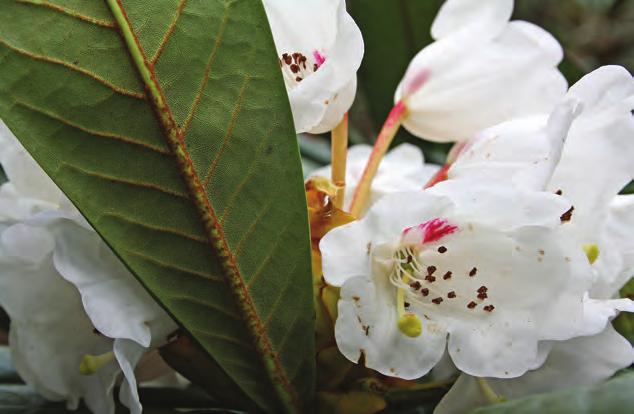 Fortunea: Rhododendron asterochnoum i Danmark ( foto: Henning Andersen 27.04.2012). Subsect.