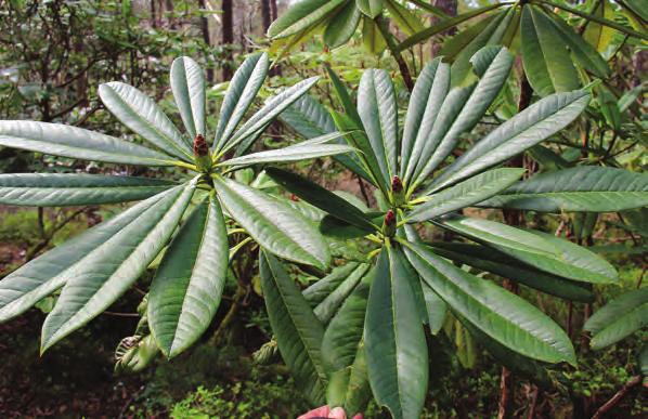 I denne gruppen finnes noen av de få artene blant de eviggrønne rhododendronene som har duftende blomster. Rh. asterochnoum Diels er en merkelig art som står nær Rh.