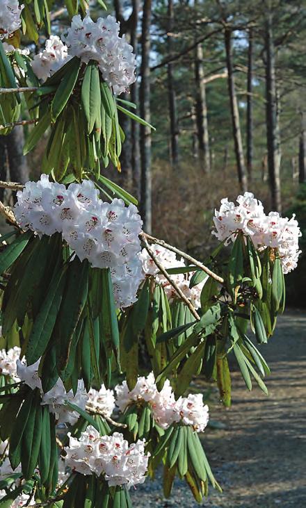 Fortunea: en hvitblomstret form av Rhododendron calophytum i artssamlingen, Arboretet på Milde (G-1973.1722, foto: Bjørn Moe 15.04.2009). Rh. calophytum Franch.